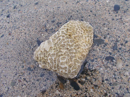 202205naze088.JPG