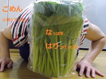 gomenaha001.JPG