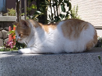 urayasu08.JPG